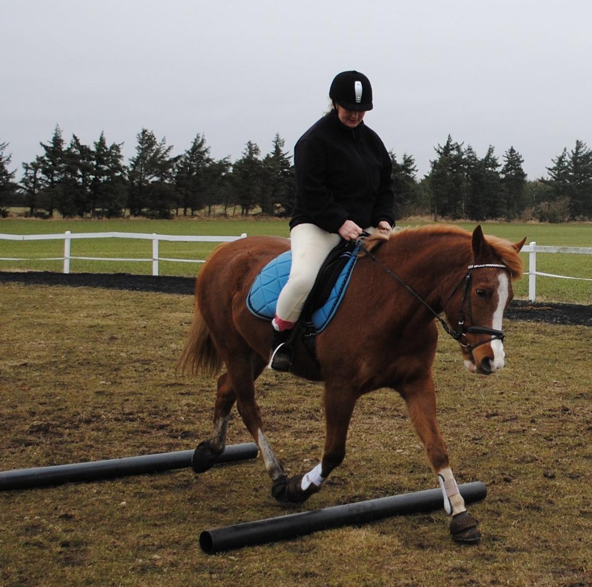 Anden særlig race Birkelund´s Massey - opvarmning til spring 28/2-13 billede 4