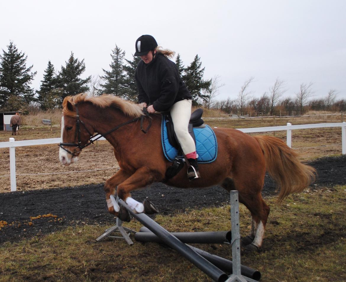 Anden særlig race Birkelund´s Massey - Vores første spring 28 februar 13 synes det var pænt højt billede 5