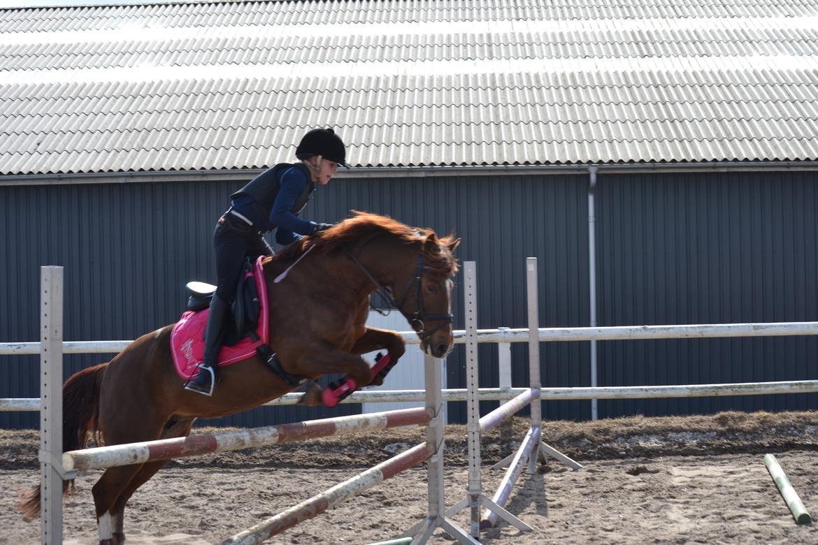 Anden særlig race Papaya - vi springer 90<3
 billede 14