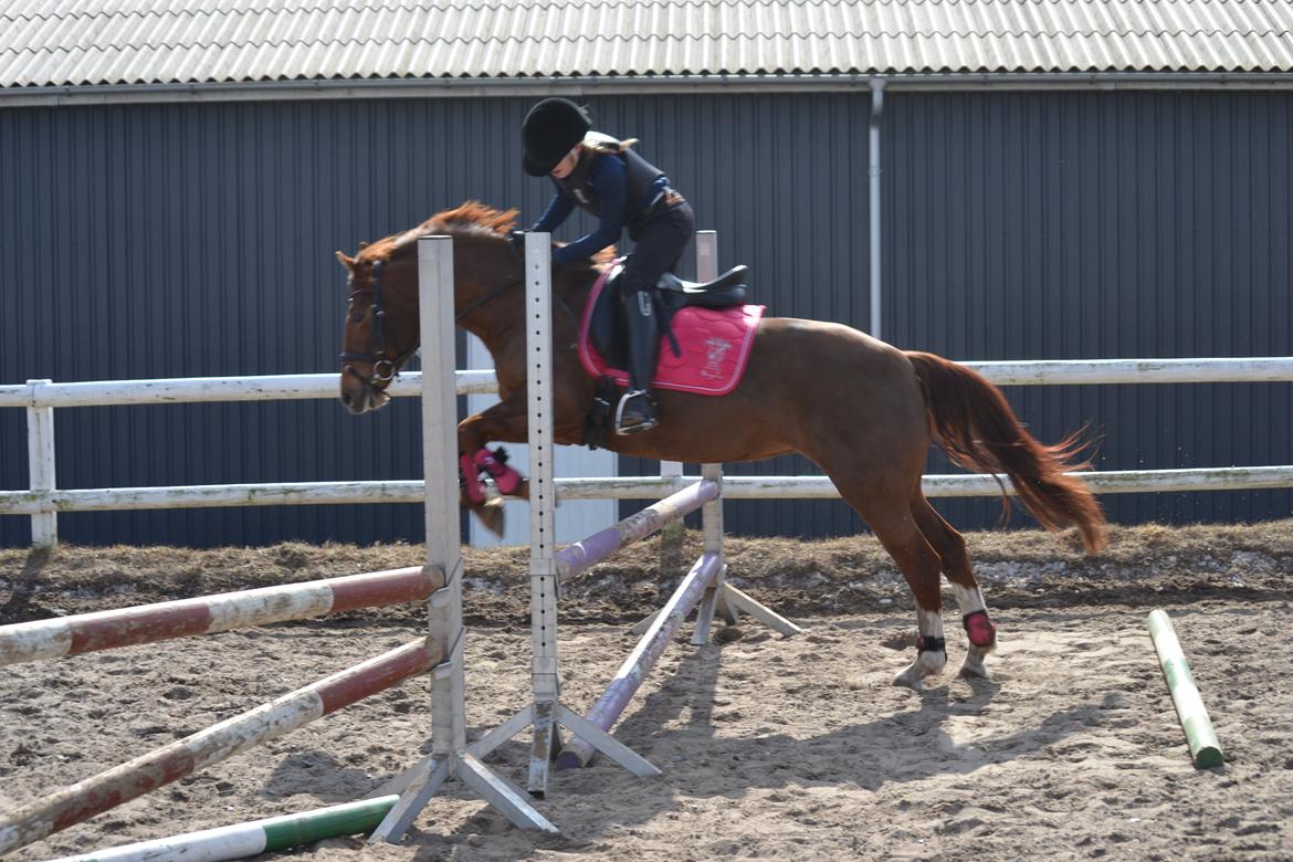 Anden særlig race Papaya - hopper ca. 60:)<3
 billede 15