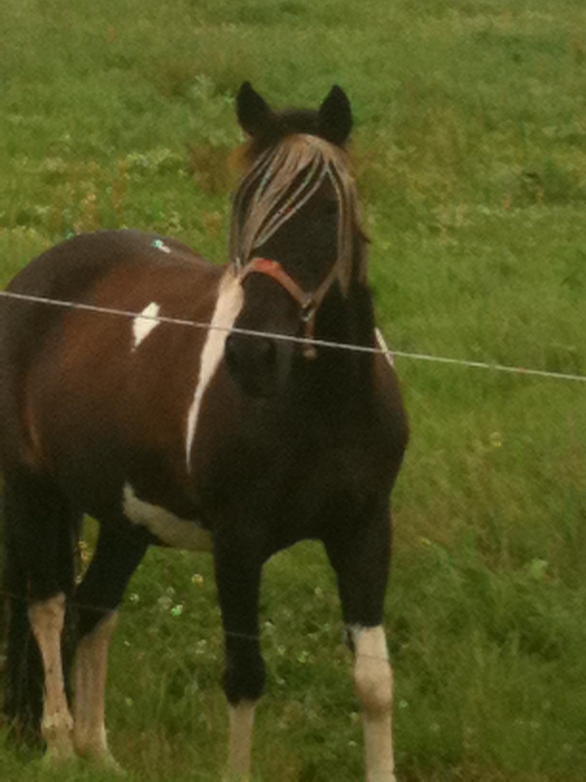 Pinto Malik billede 2