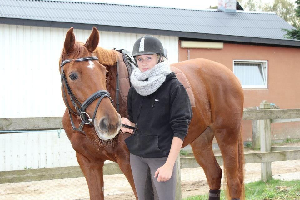 Dansk Varmblod Lady Mårsø billede 14