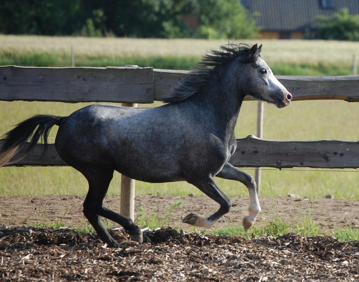 Welsh Mountain (sec A) *Lunds Rocket Girl* billede 19