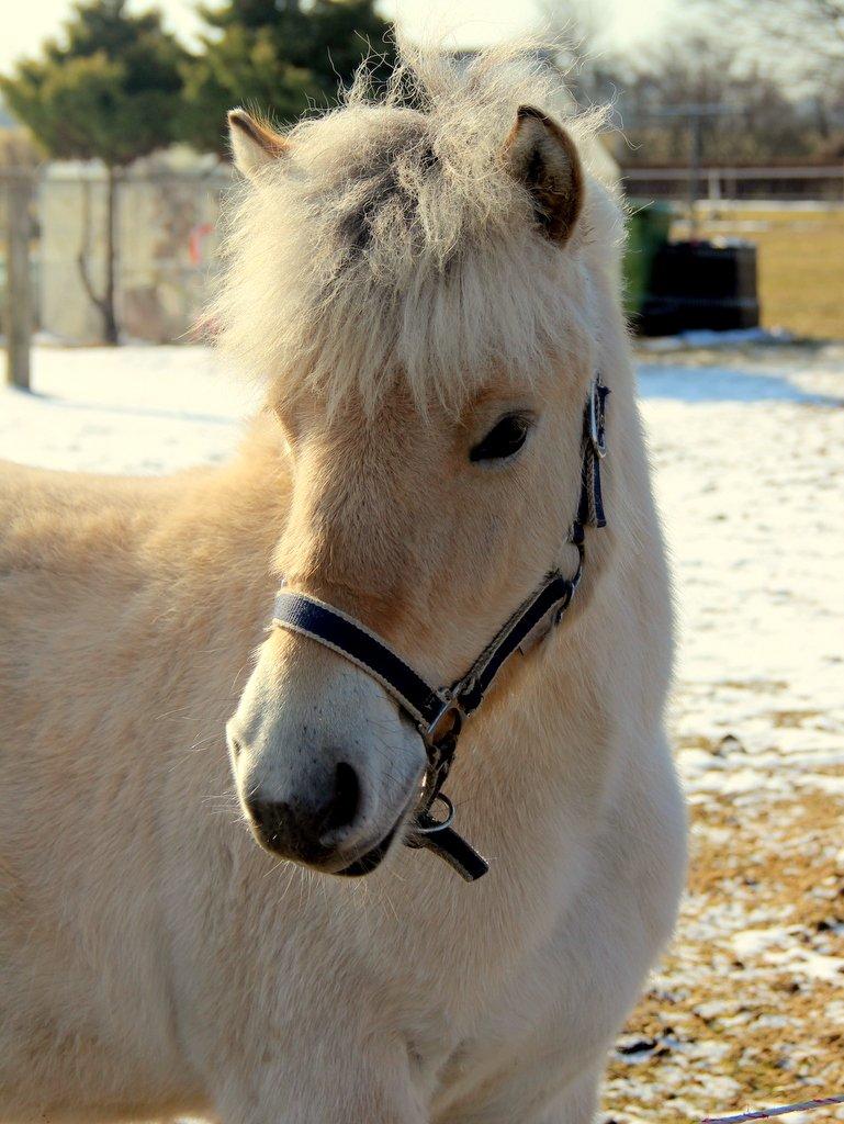 Fjordhest Egebæks Kasio. - :')  billede 2