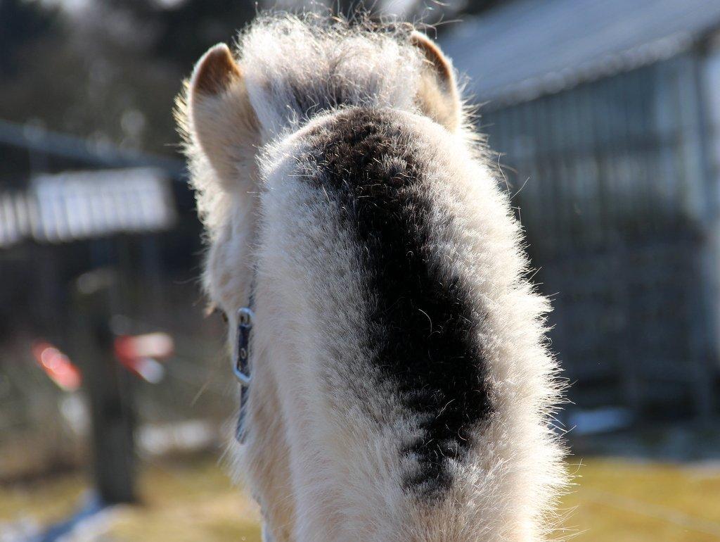 Fjordhest Egebæks Kasio. - Så smuk man er!  billede 16