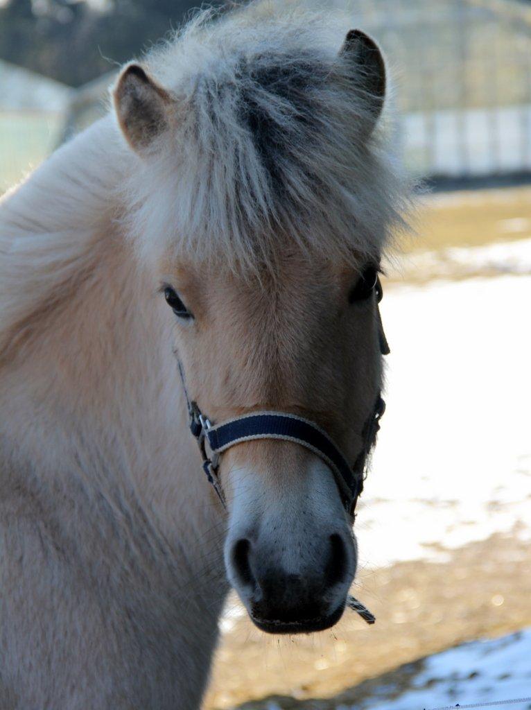 Fjordhest Egebæks Kasio. - Skønne ponze!  billede 4