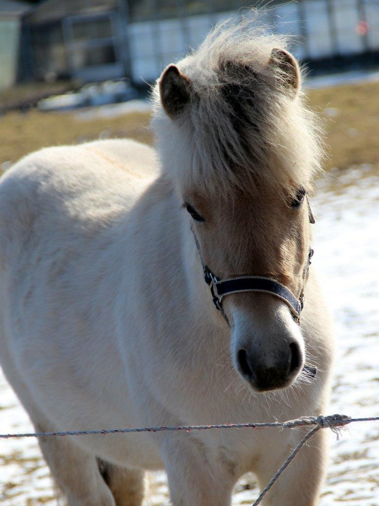 Fjordhest Egebæks Kasio. - Charmetrold!  billede 10