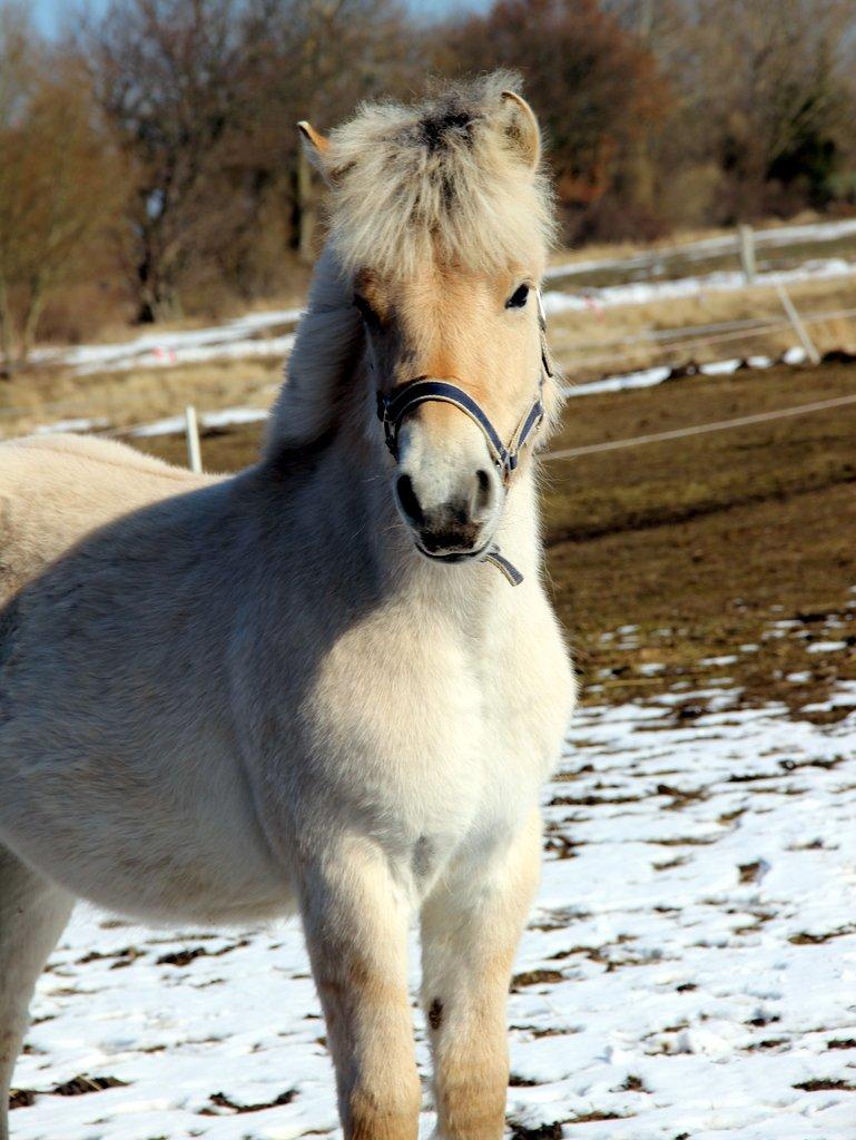 Fjordhest Egebæks Kasio. - Smukke!  billede 7