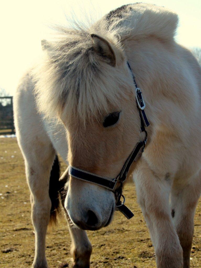 Fjordhest Egebæks Kasio. - Dejlige dreng!  billede 9