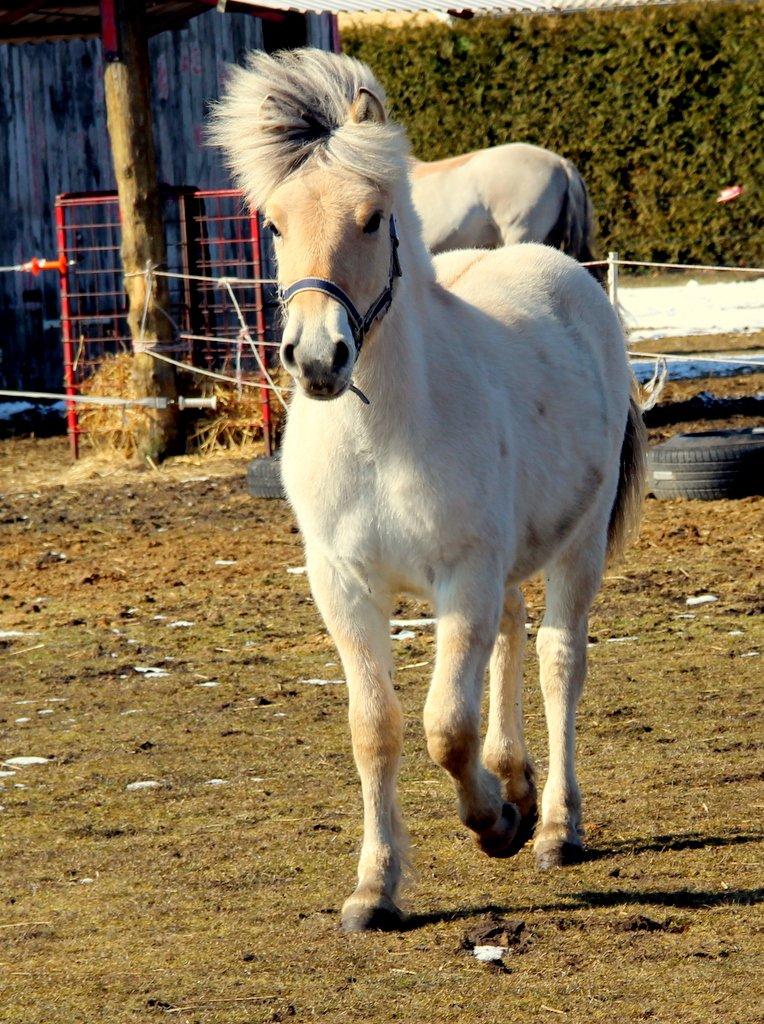 Fjordhest Egebæks Kasio. - Min basse dreng!  billede 11