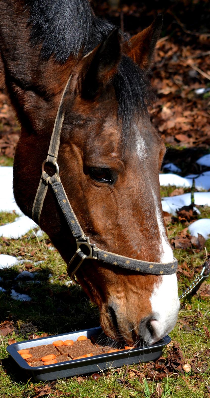 Holstener Costa Rica 32 - Costas 15 års fødselsdag 31/03-2013 billede 7