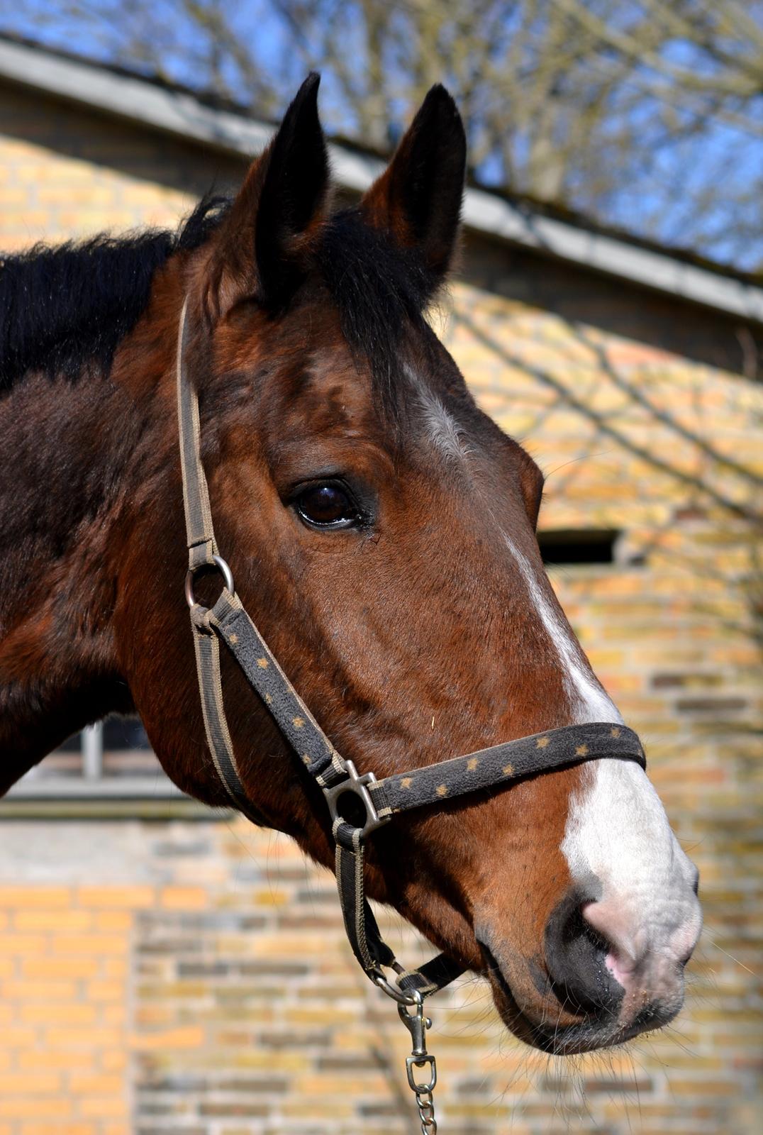 Holstener Costa Rica 32 billede 5