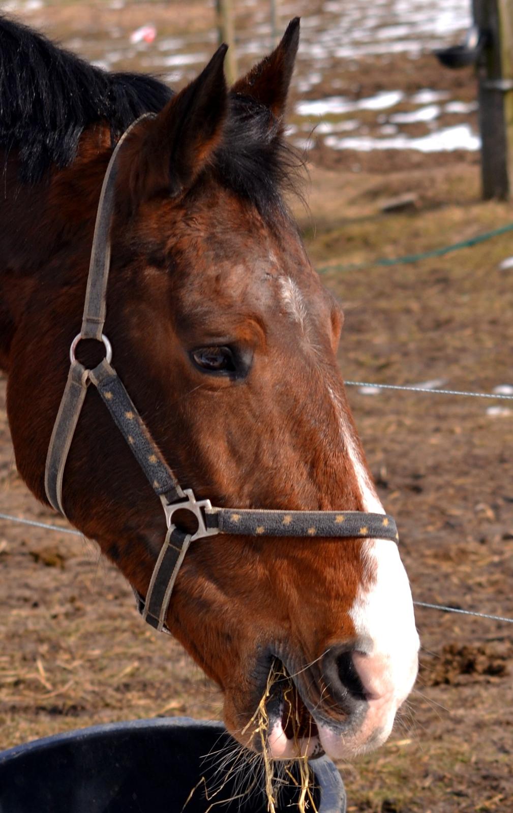 Holstener Costa Rica 32 billede 12