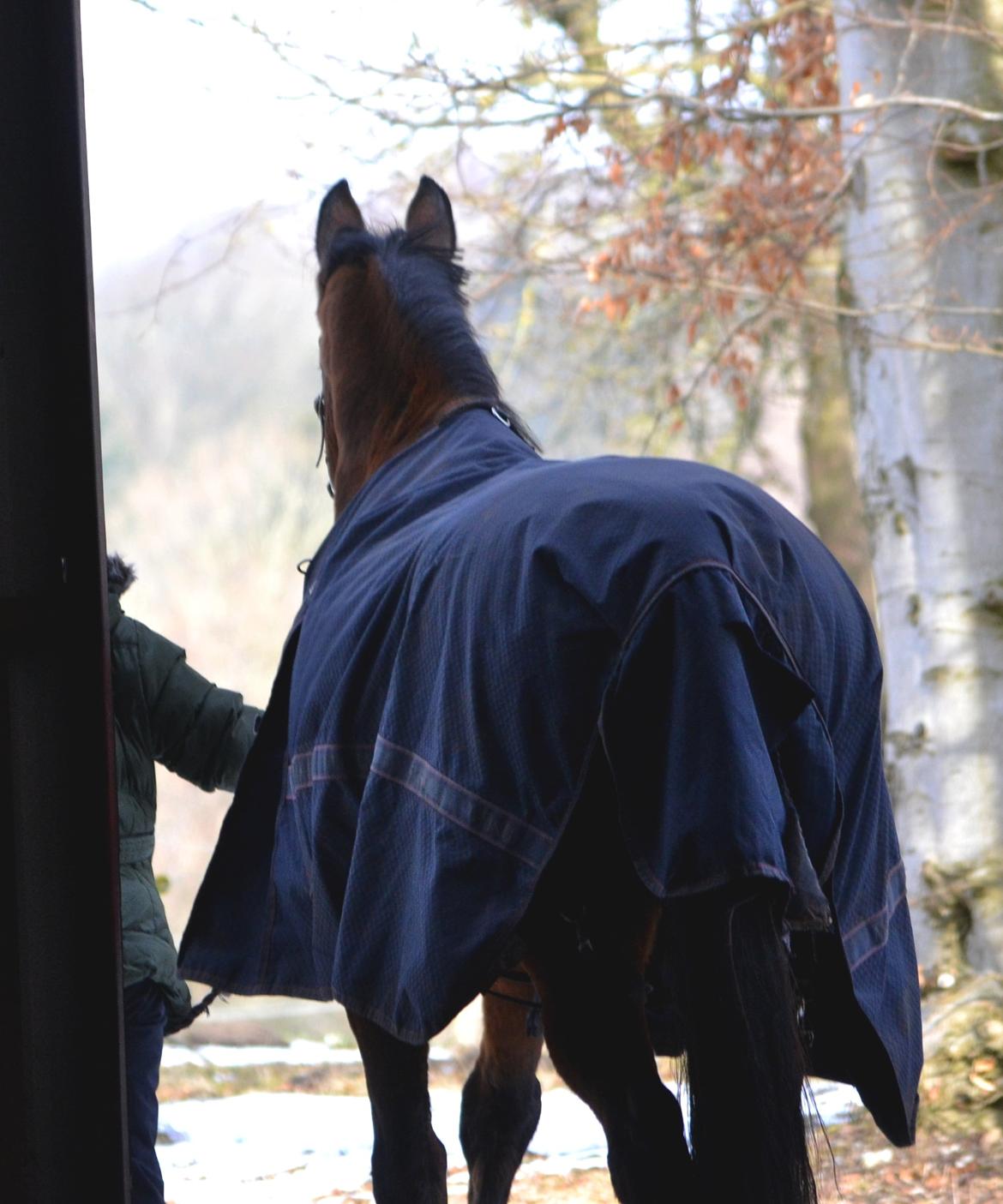 Holstener Costa Rica 32 billede 9