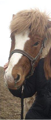 Islænder Girdir billede 9