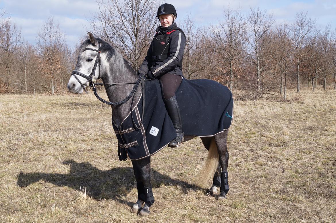 Sportsaraber (A) Adonis - På tur med den lille stjerne!<3 billede 7