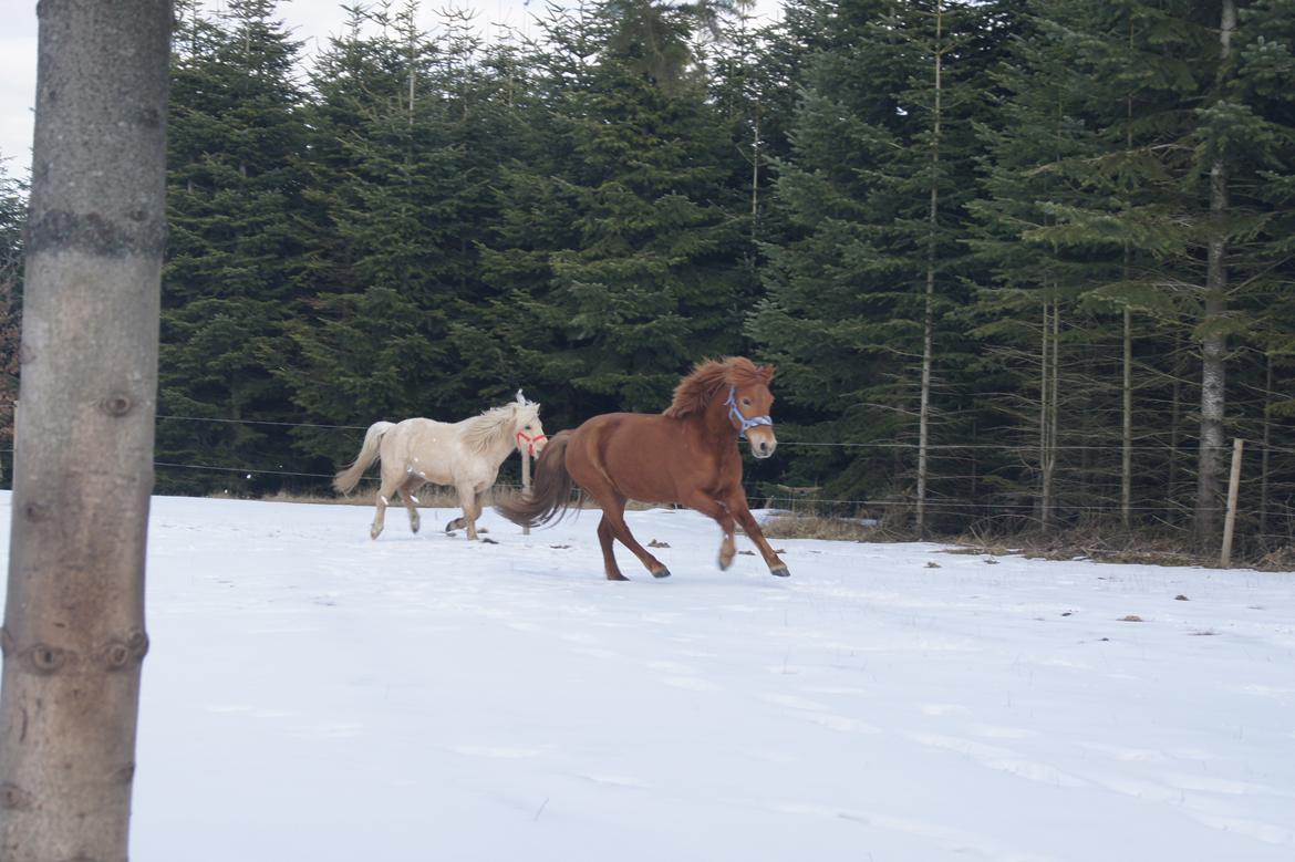 Anden særlig race Rosa - Rosa og Zaki d.31/3 2013 billede 21