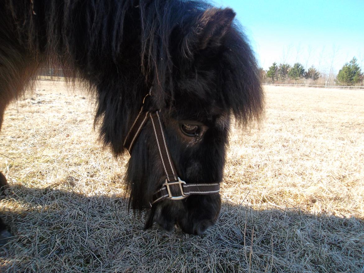 Shetlænder Mascot billede 1