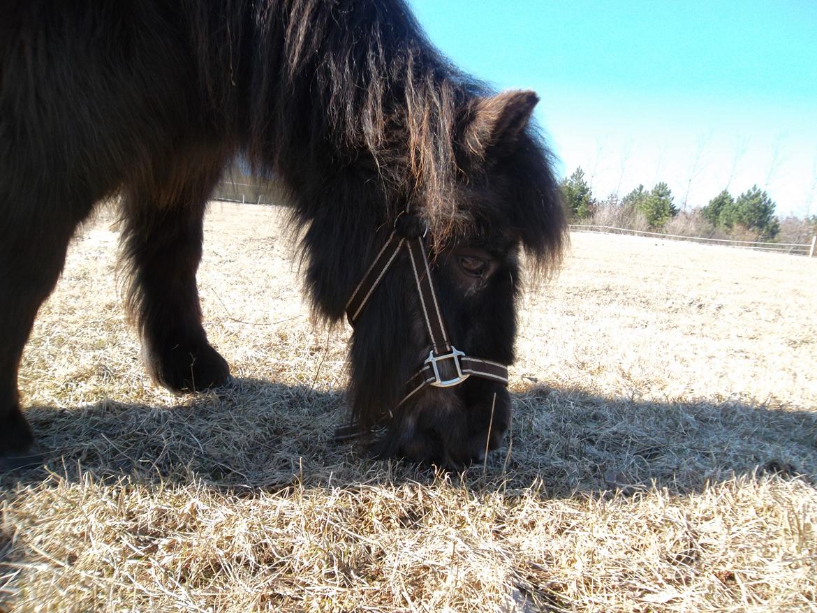 Shetlænder Mascot billede 2