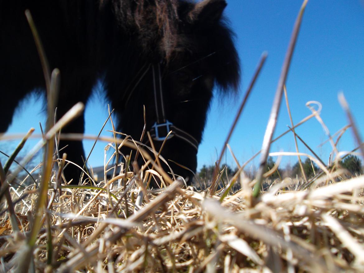 Shetlænder Mascot billede 3