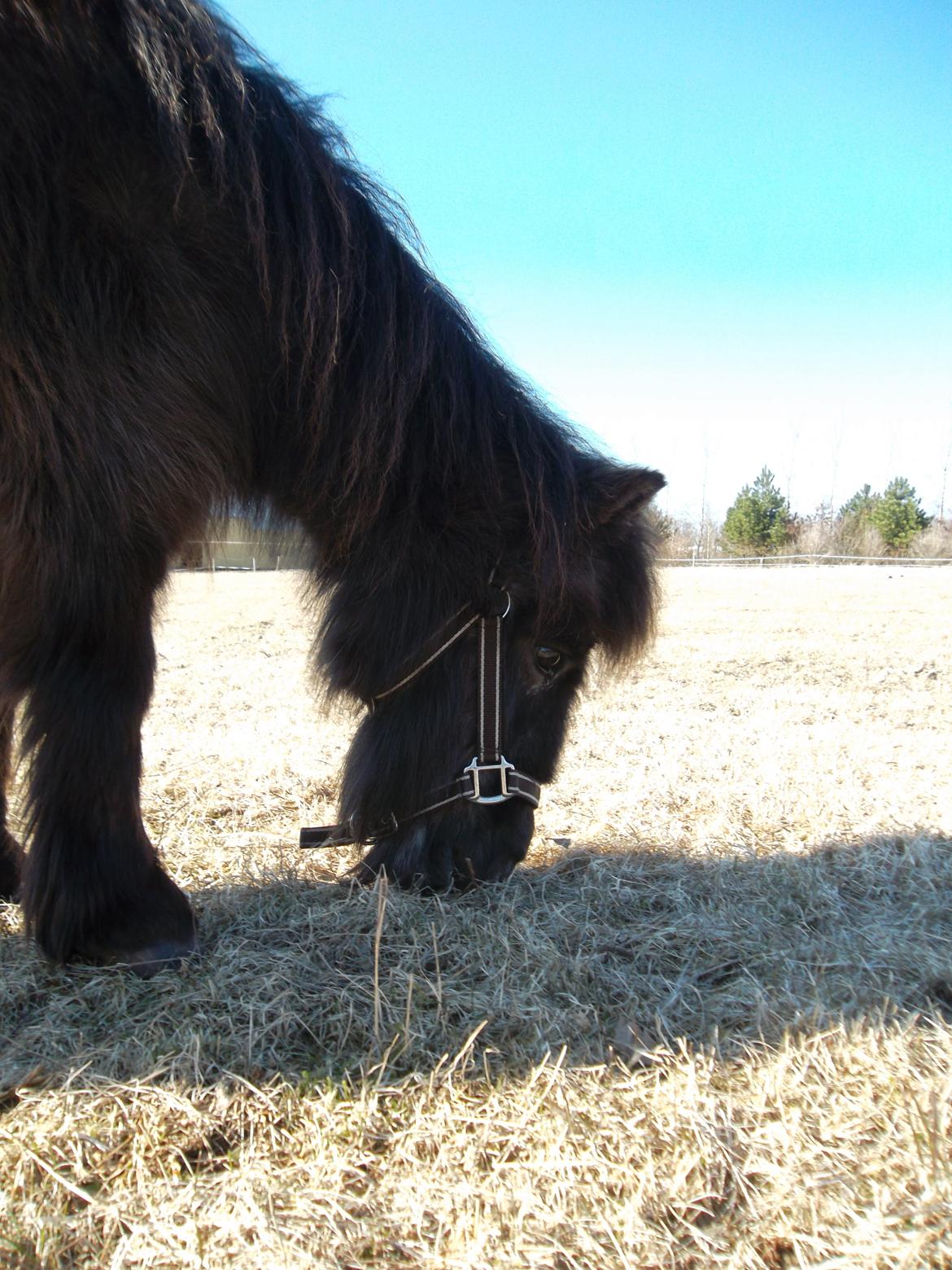 Shetlænder Mascot billede 4