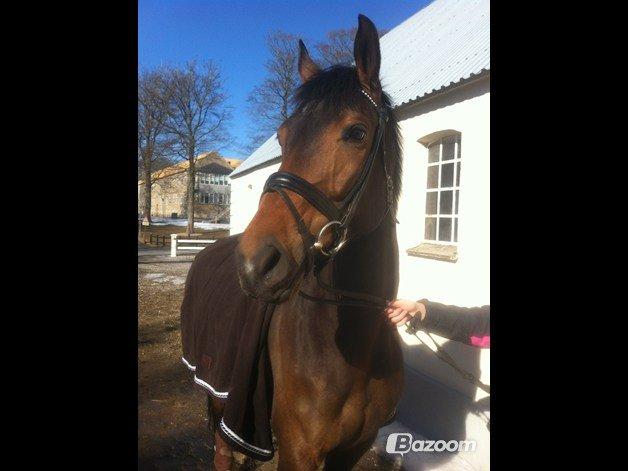 Dansk Varmblod Romanili W billede 17
