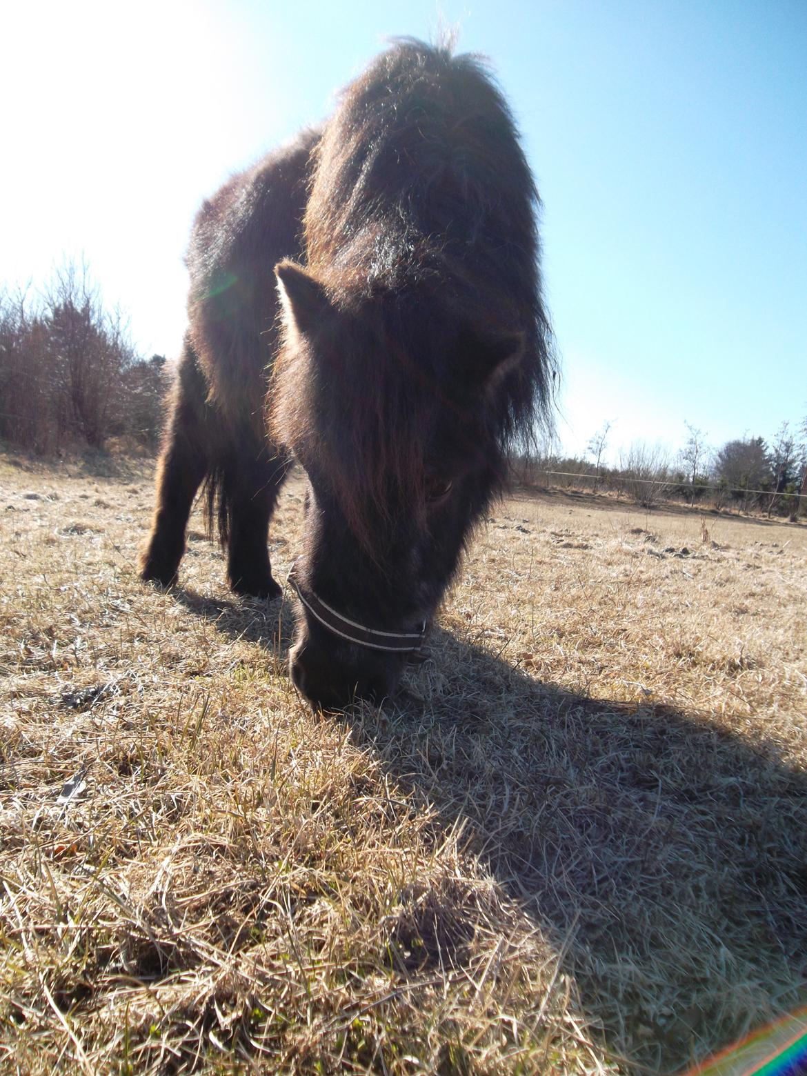 Shetlænder Mascot billede 5