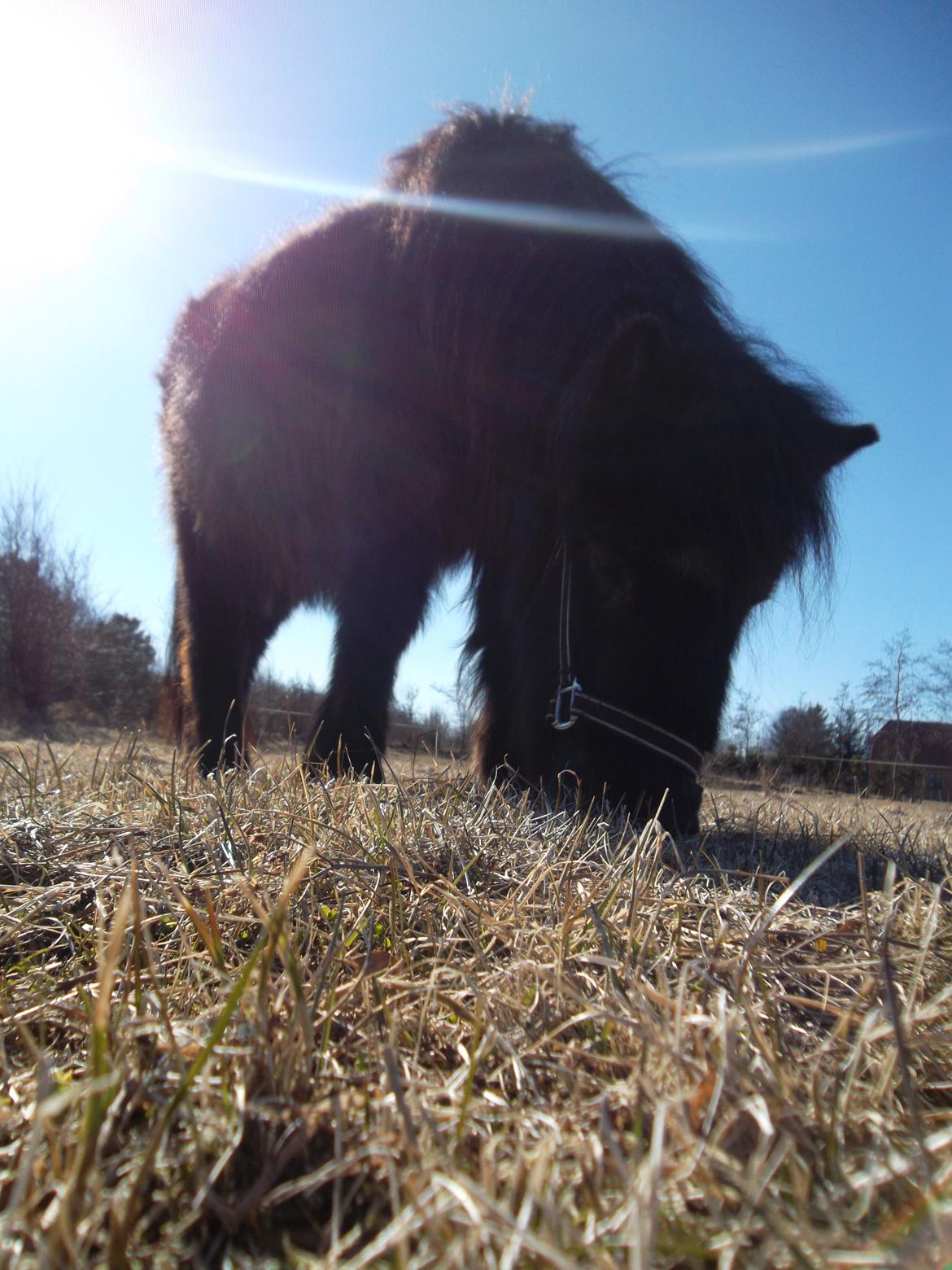 Shetlænder Mascot billede 6