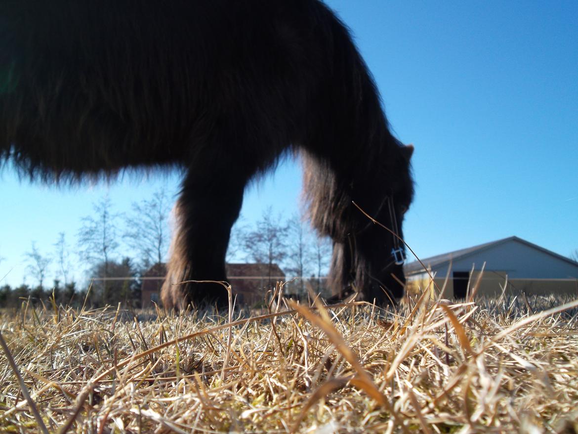 Shetlænder Mascot billede 7