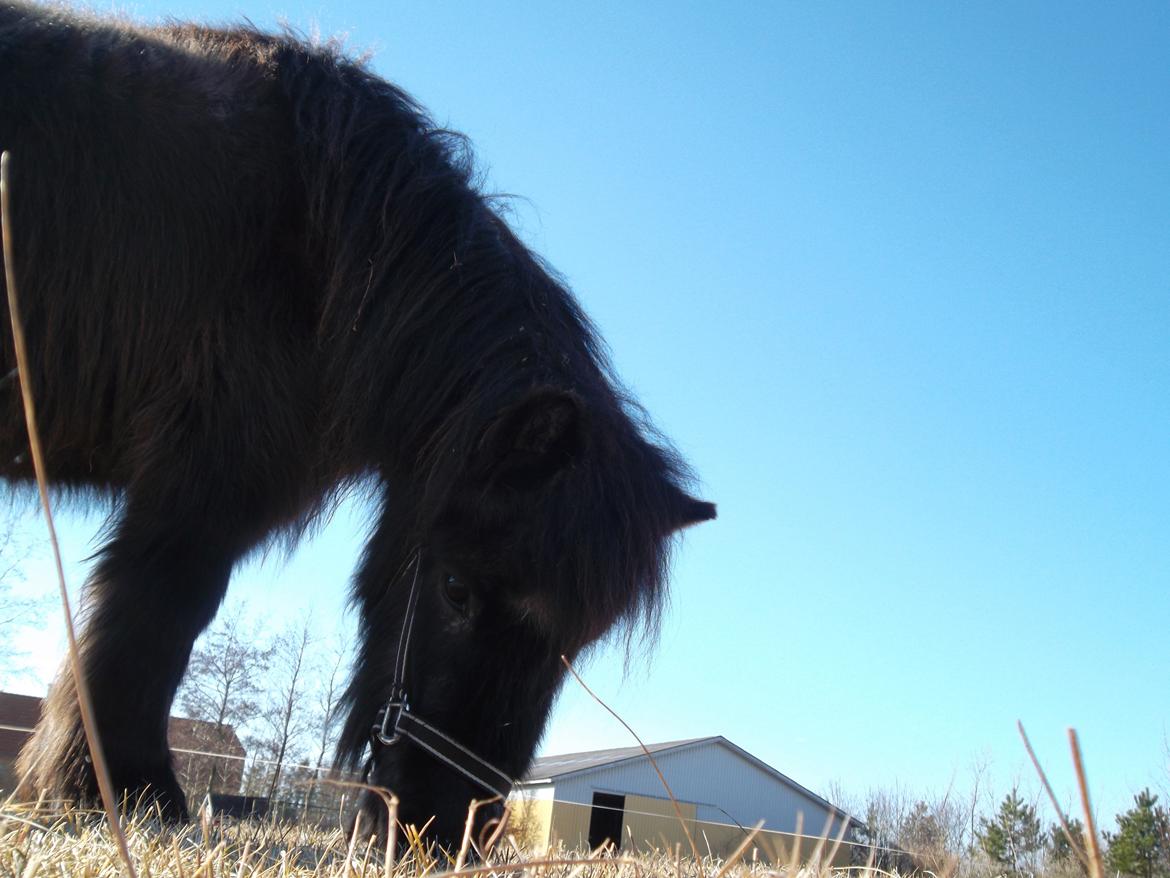 Shetlænder Mascot billede 8