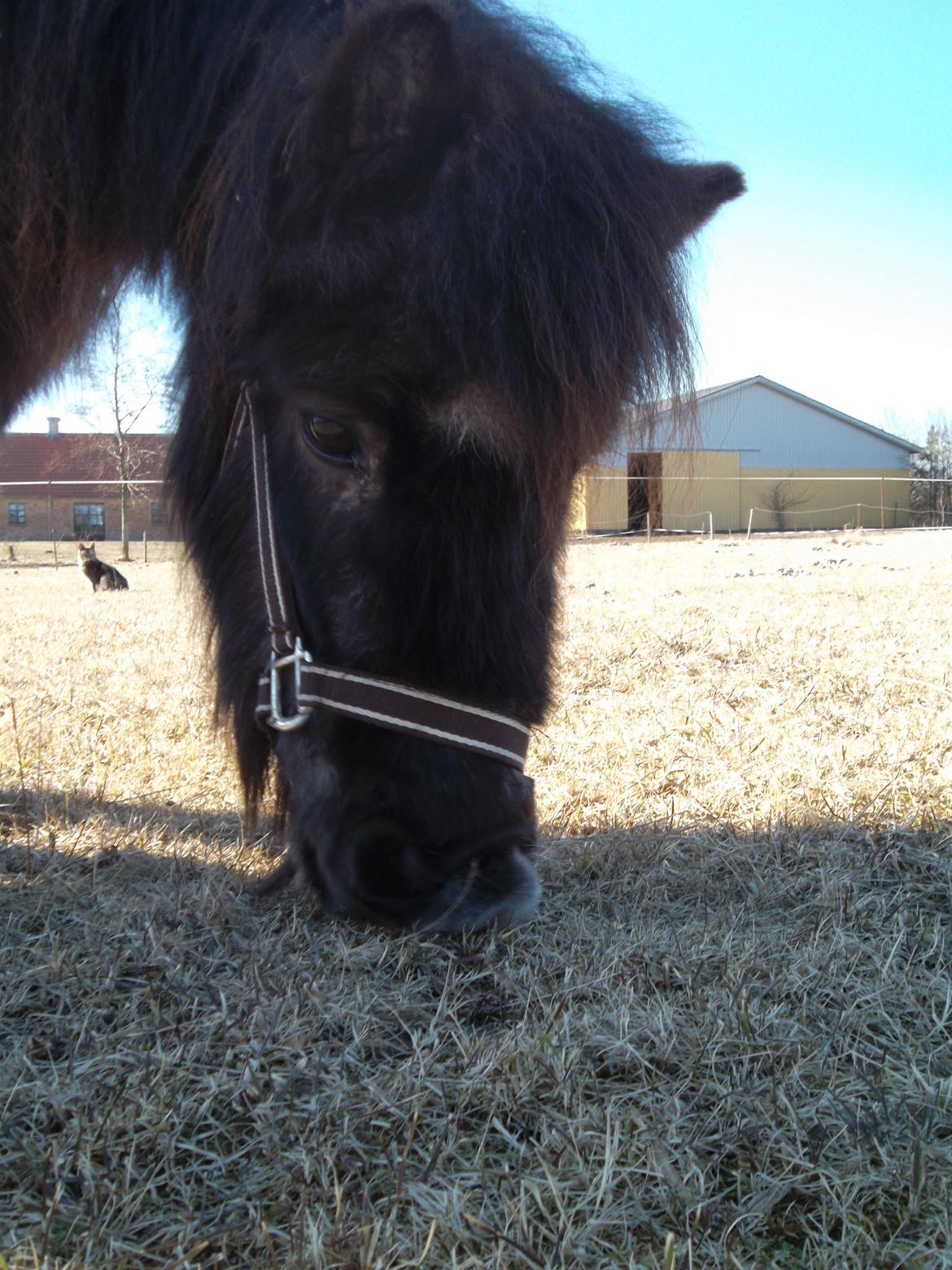 Shetlænder Mascot billede 9