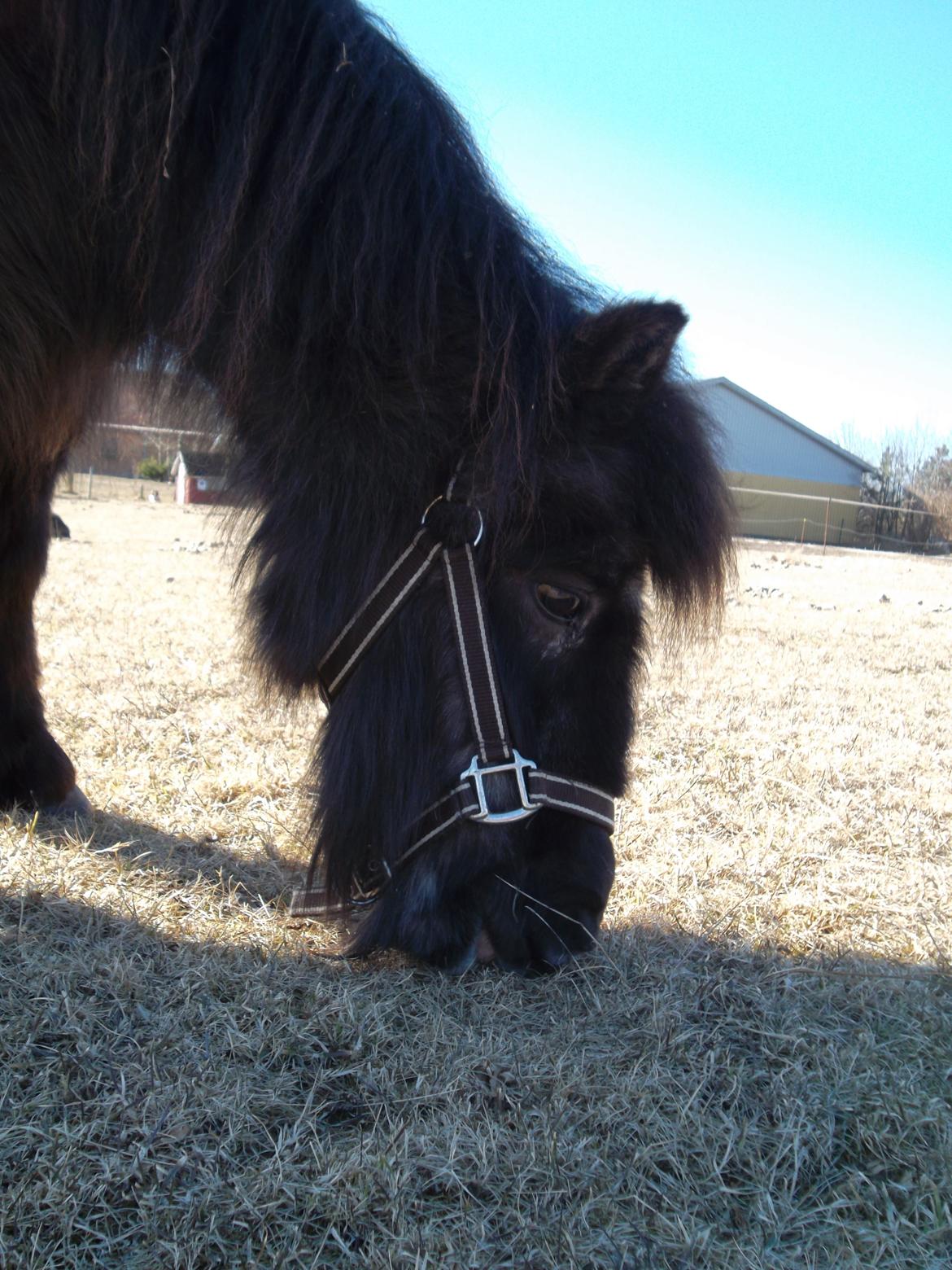 Shetlænder Mascot billede 10