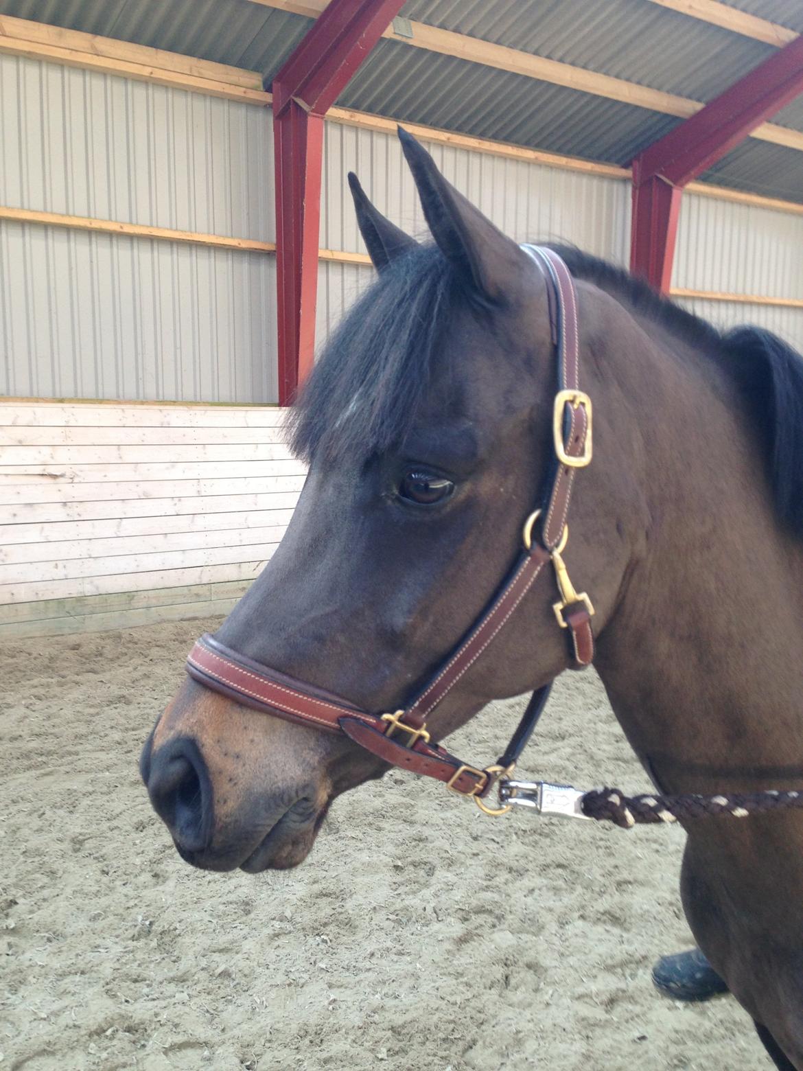 New Forest Løgtholt´s Bastian <3  - jeg tror ikke på engle, men når jeg ser dig bliver jeg i tvivl <3<3 billede 2