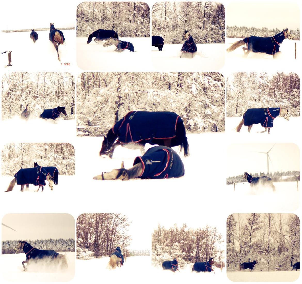 Holstener Unicorn choise - Dejligt snevejr 2011 billede 12