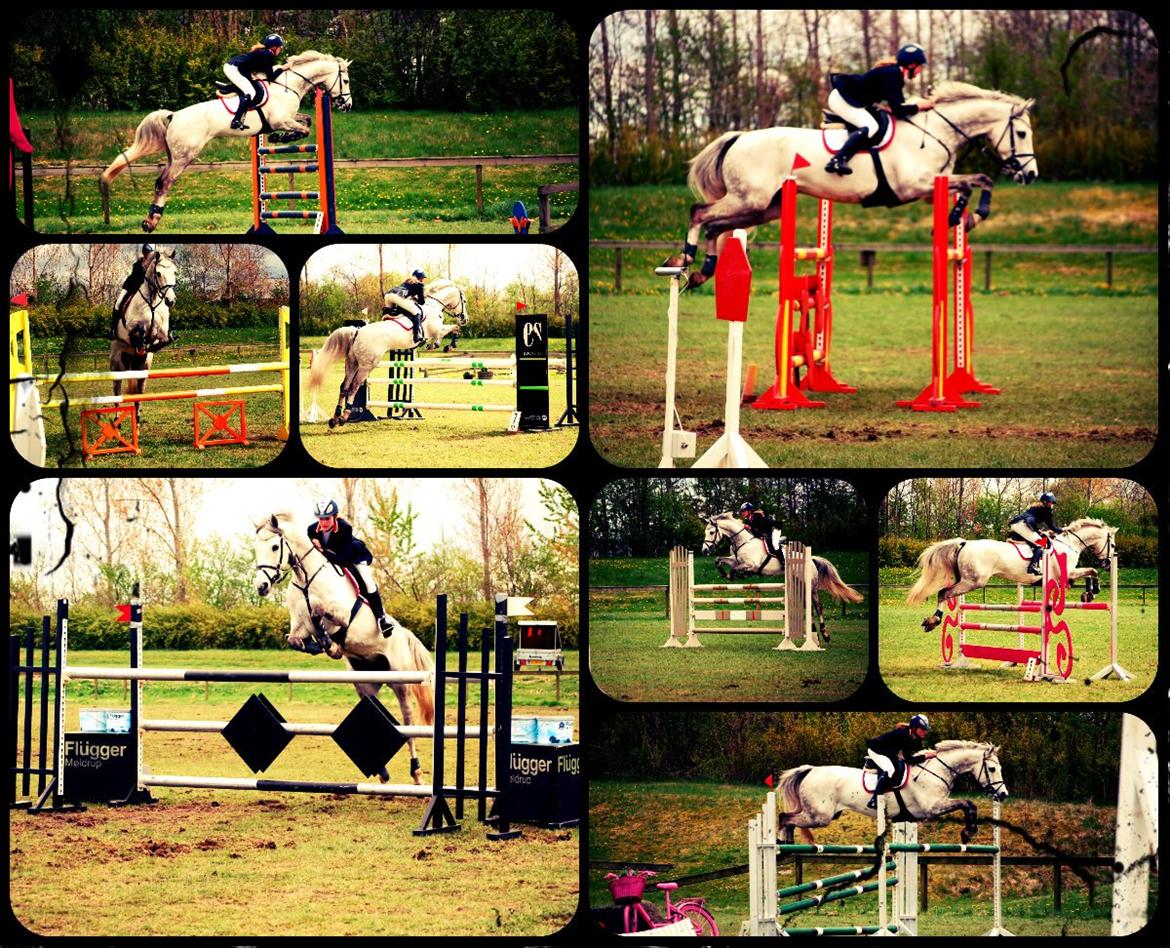 Holstener Unicorn choise - Ikast maj 2012 - FOTO: ET billede 15