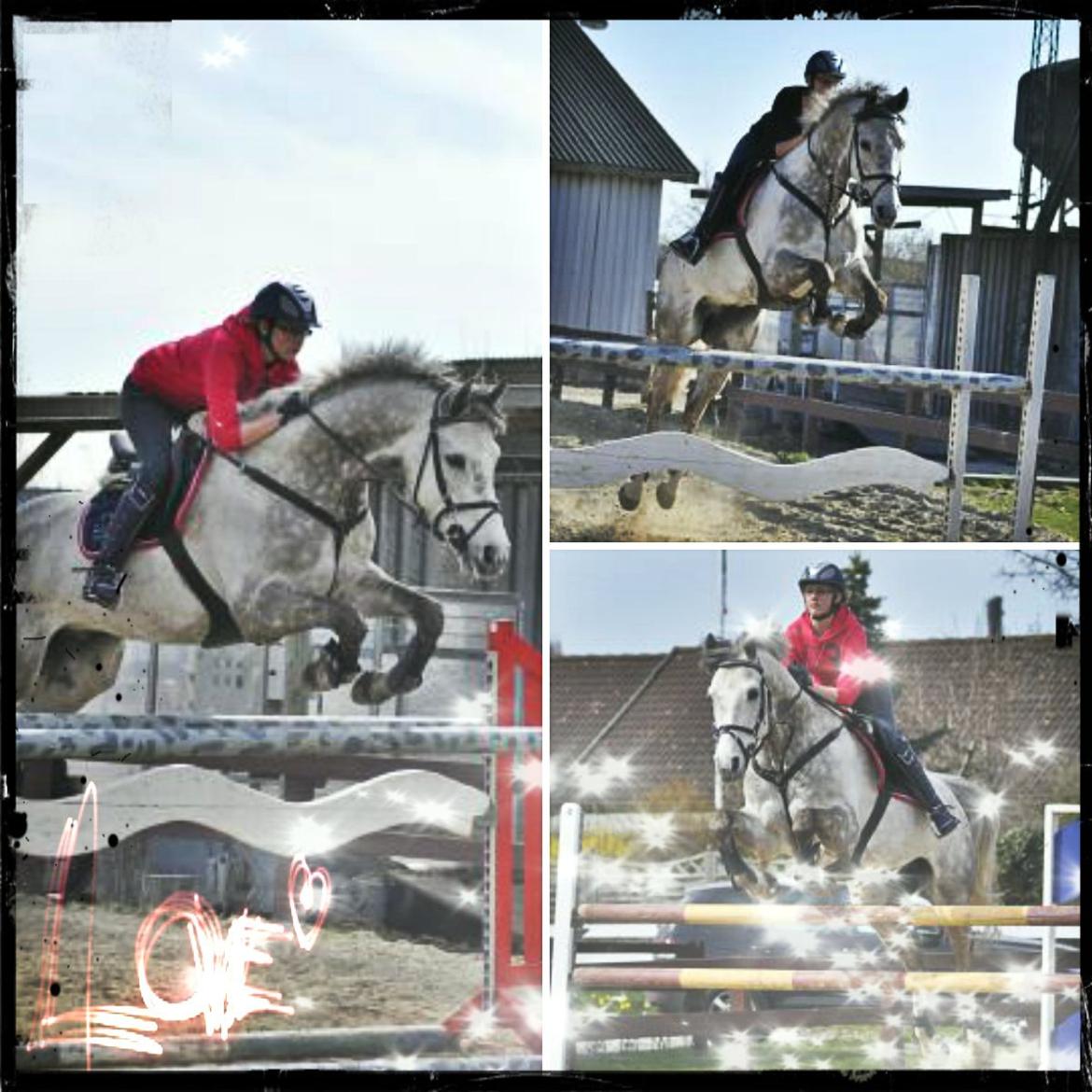 Holstener Unicorn choise - Kursus hos Michael Aabo 2010 - FOTO: Line Hald billede 9