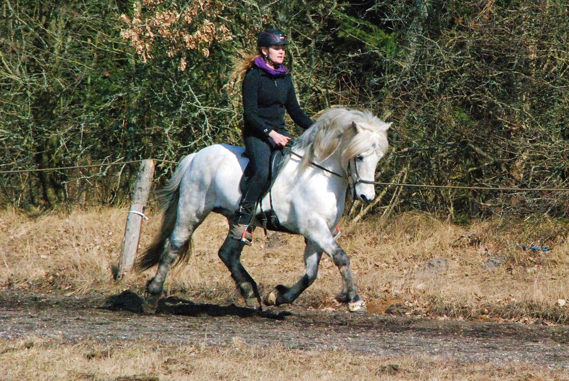 Islænder Ísak frá Oddhóli billede 17