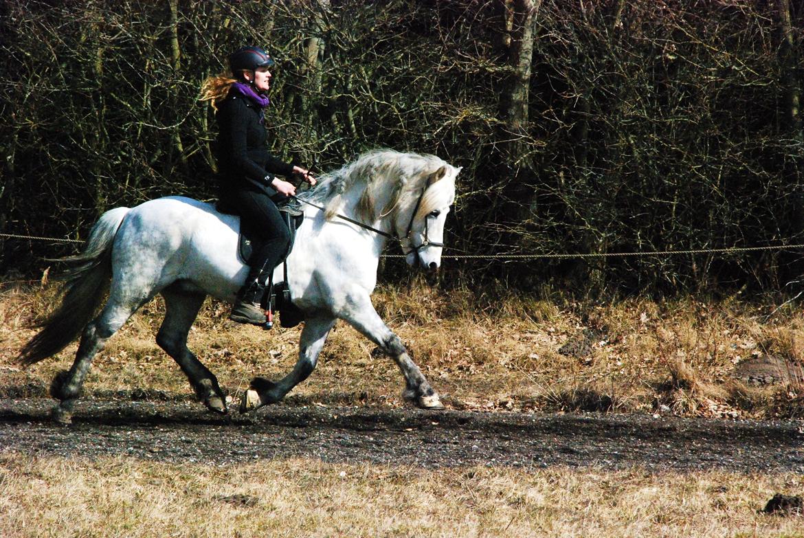 Islænder Ísak frá Oddhóli billede 18
