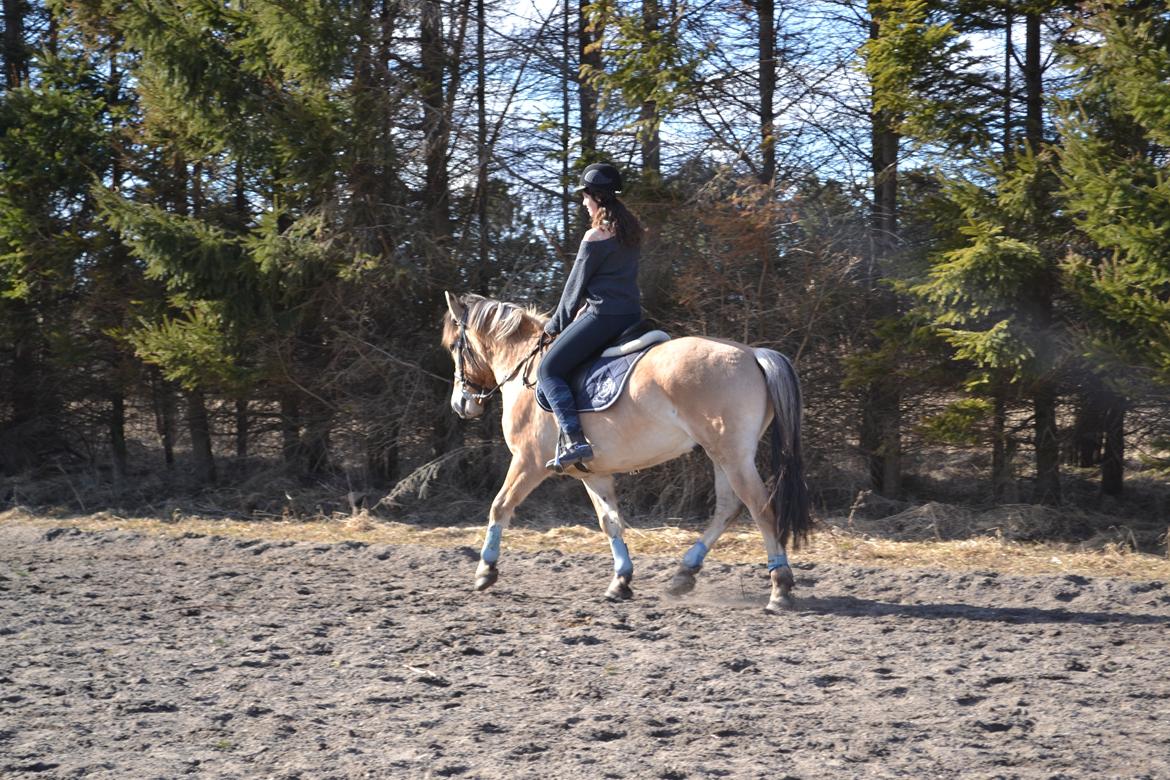 Anden særlig race Lukas [Tidl. hest] billede 4