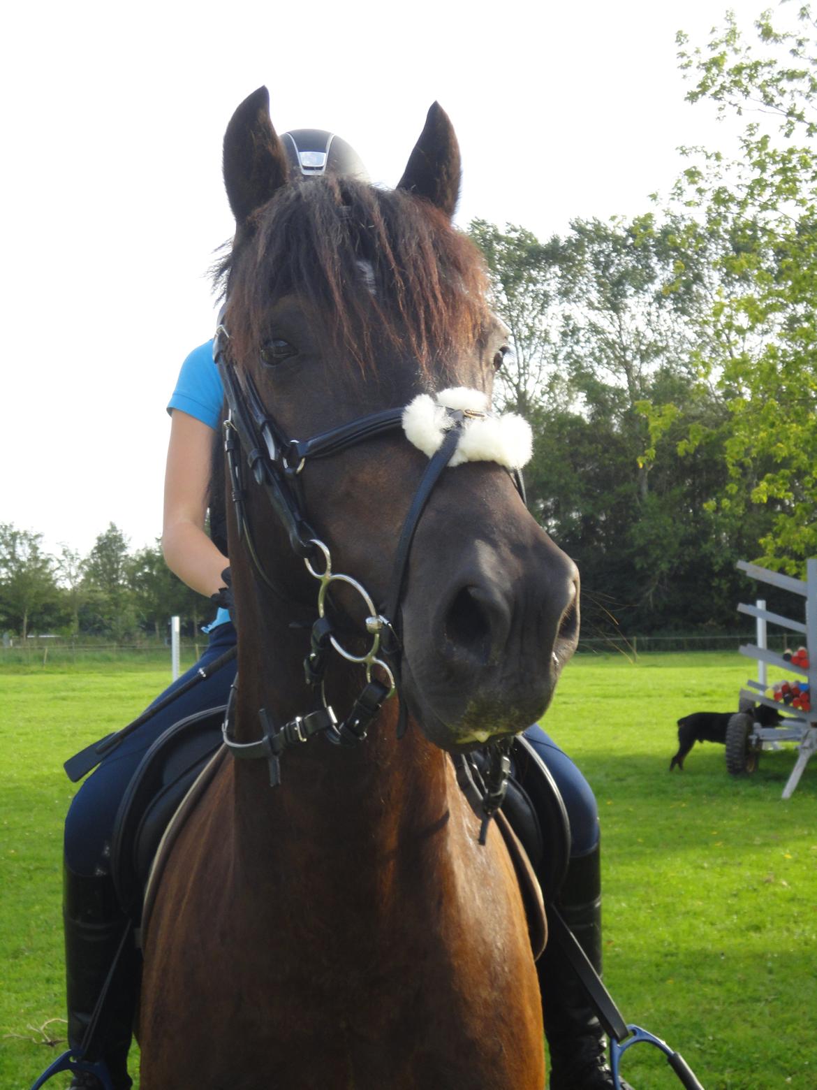 Welsh Cob (sec D) LSG Cæsar (Casino) - Solgt  - Velkommen til Casinos profil :-) billede 16