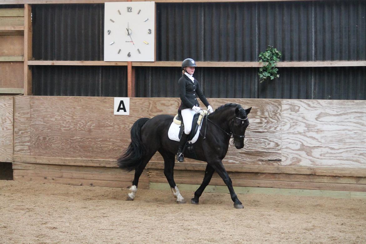 Welsh Cob (sec D) LSG Cæsar (Casino) - Solgt  - Til dressur stævne på hjemmebane:-) han var rigtig fin <3  billede 41