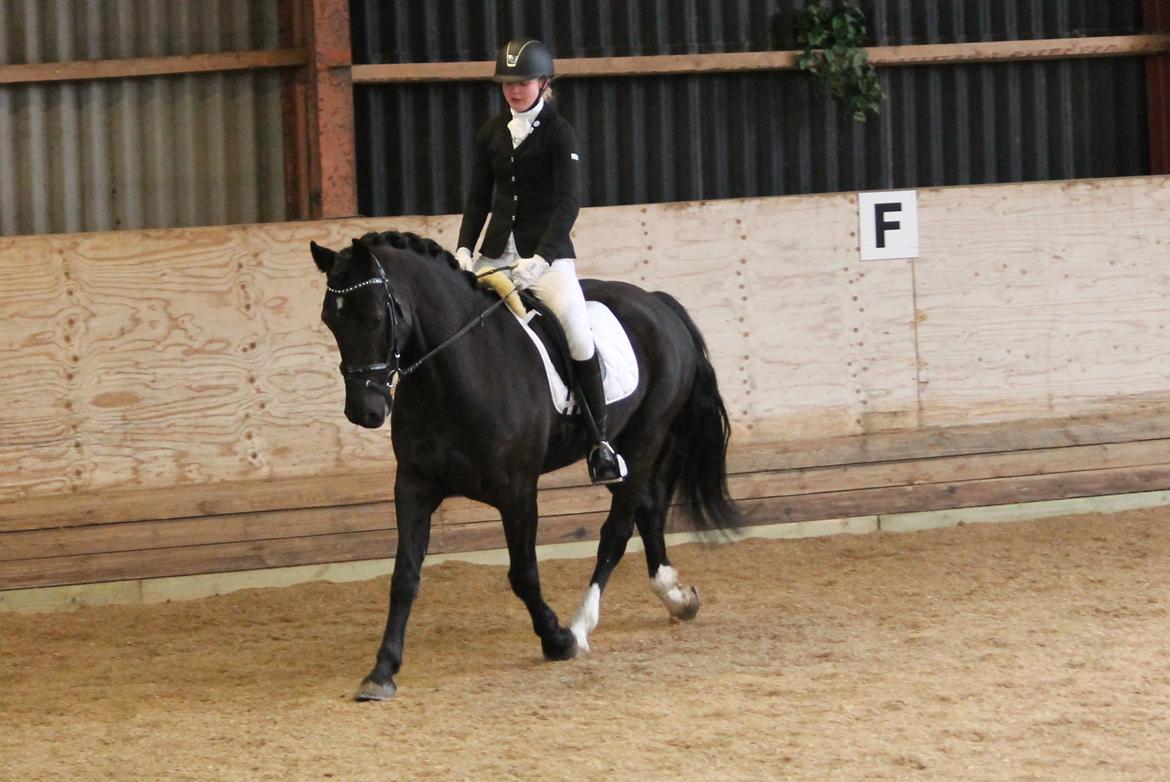 Welsh Cob (sec D) LSG Cæsar (Casino) - Solgt  - Til dressur stævne på hjemmebane:-) han var rigtig fin <3 billede 39