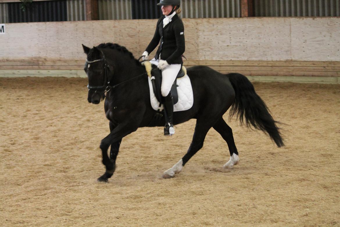 Welsh Cob (sec D) LSG Cæsar (Casino) - Solgt  - Til dressur stævne på hjemmebane:-) han var rigtig fin <3 billede 36