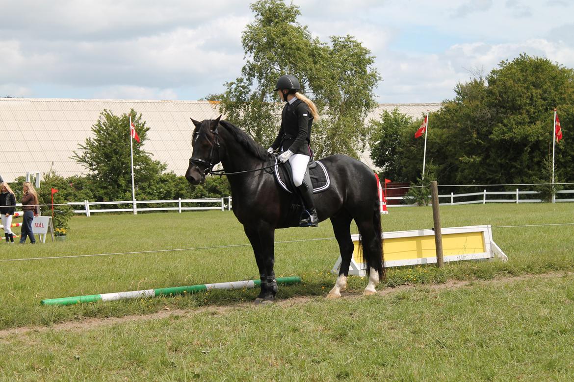 Welsh Cob (sec D) LSG Cæsar (Casino) - Solgt  - Til hans første stævne nogensinde :-) på hjemmebane <3 billede 35
