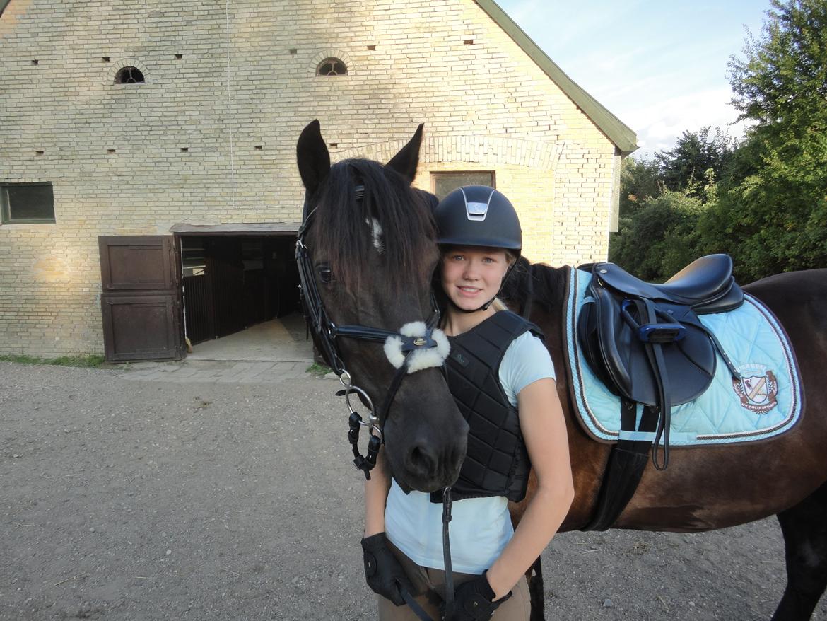 Welsh Cob (sec D) LSG Cæsar (Casino) - Solgt  - Efter springtræning :-) billede 42