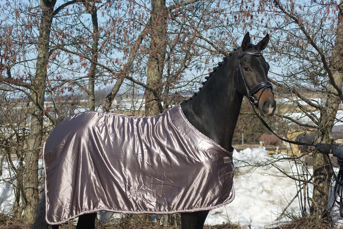 Dansk Varmblod A Romanze(Roma) - Roma marts 2013<3 billede 15