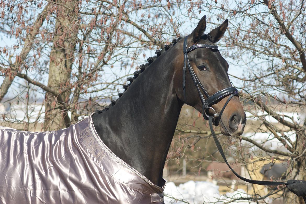 Dansk Varmblod A Romanze(Roma) - Roma marts 2013 :)  billede 4