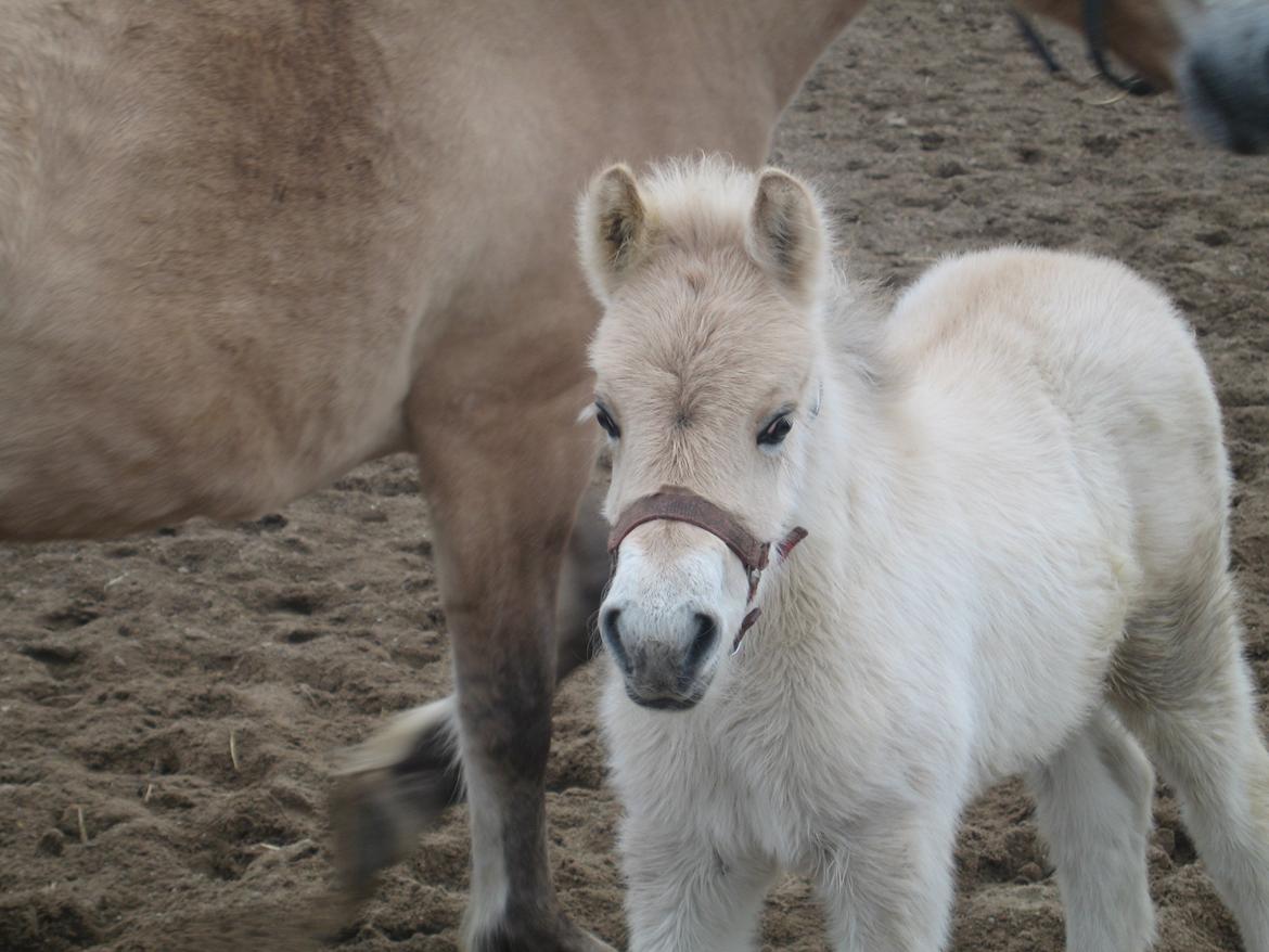 Fjordhest Frida Vårby - Hej jeg hedder Frida billede 1
