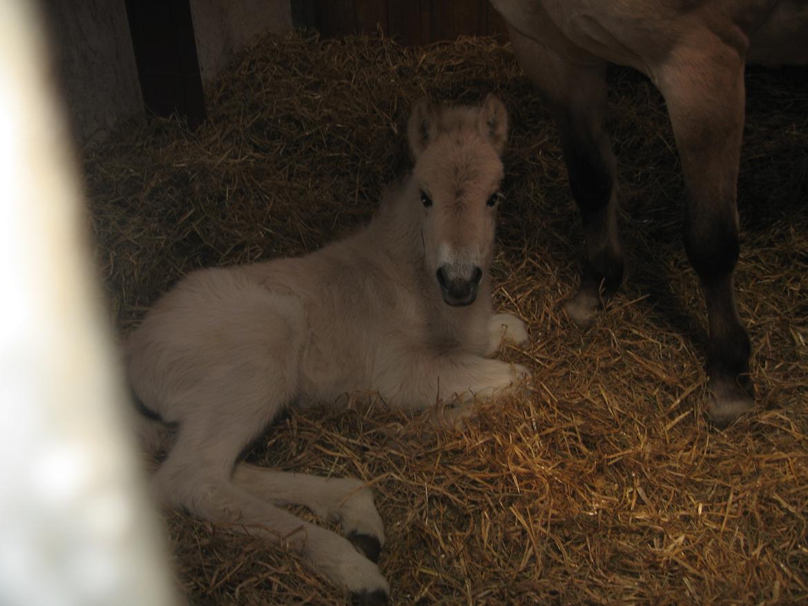 Fjordhest Frida Vårby - Jeg tager mig lige en lur billede 2