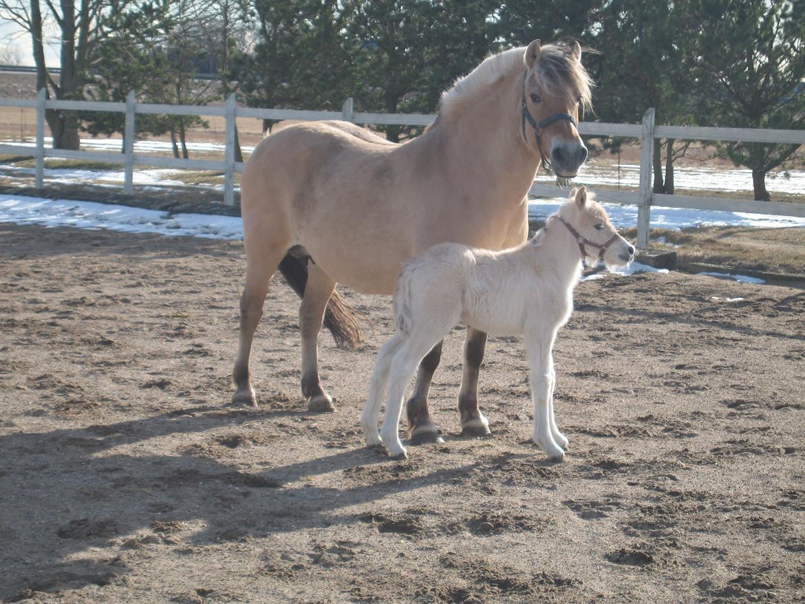 Fjordhest Frida Vårby - Min mor og jeg billede 3